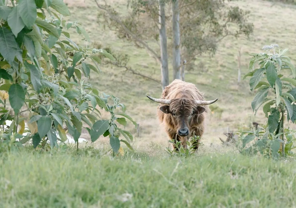Holiday home Luxe Farmstay, Main House And Brand New Tiny Home, Animals And Views! Obi Obi